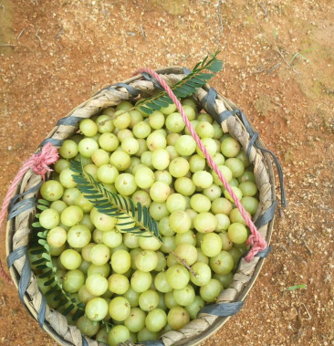 [牛柑果批发]新鲜油柑果余甘油甘子牛甘果油柑果油甘果价格2.