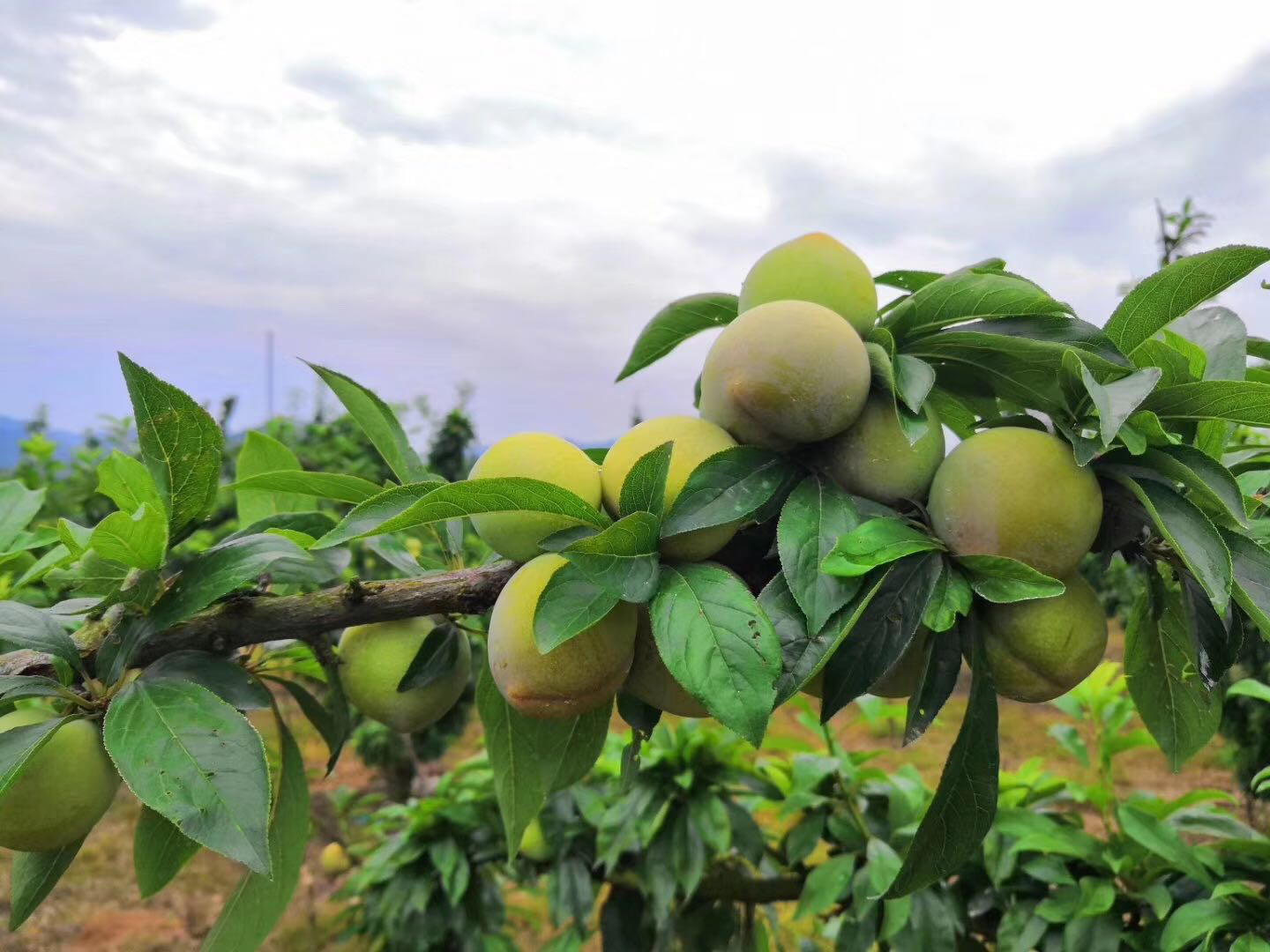“李”字书法艺术与桃形李融合设计图：水墨风格竖排大篆“李”字居中，笔画间巧妙嵌入三枚桃形李剪影（左青右红中半红），字底衬宣纸肌理，右下角钤朱文方印‘嵊州桃形李’，整体典雅富有书卷气