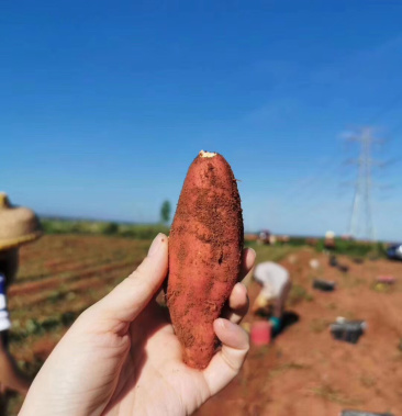 天目山番薯一箱10斤33元包邮发货包售后