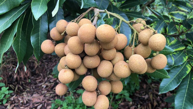 石硖龙眼树挂满果实