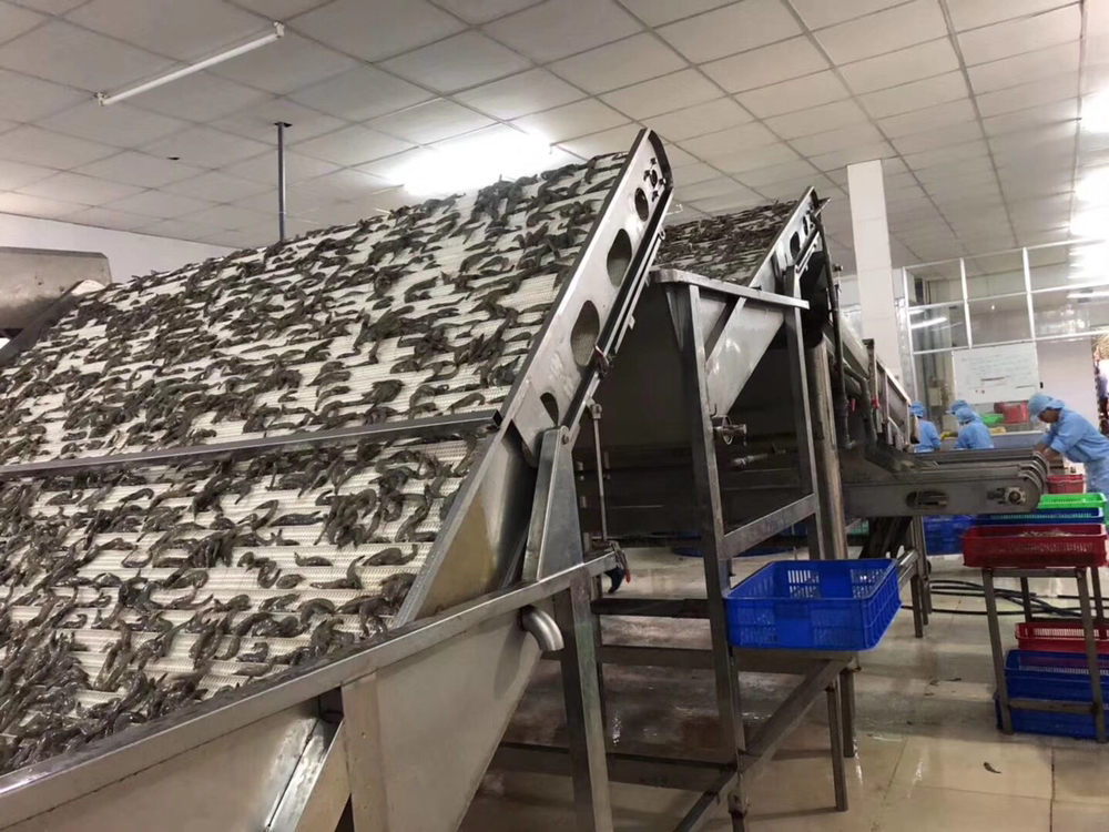 对虾加工厂