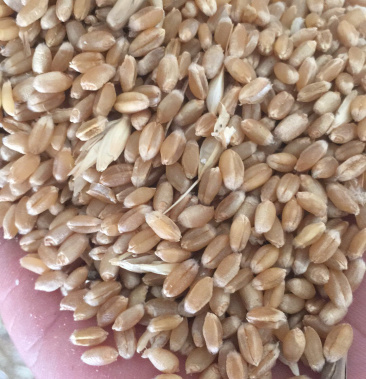 [小麦批发]优质小麦～西农20,容重810左右价格1.18元/斤 - 一亩田