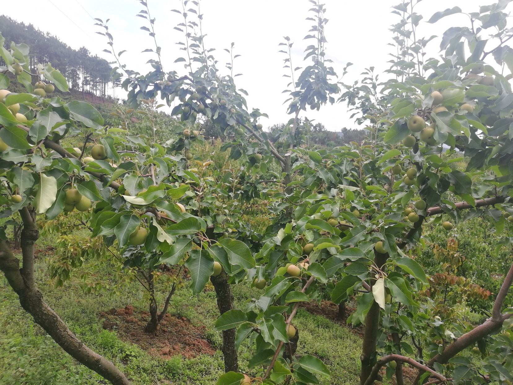 东北丘陵地区的酸梨果园,冬季雪景中挂满果实的梨树 冻酸梨种植在东北丘陵地带