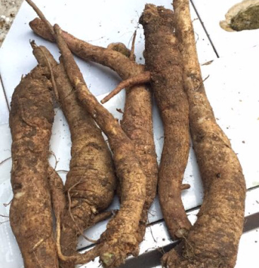 南沙参鲜货野生南沙参