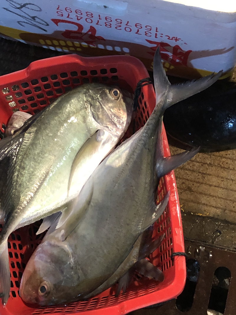 水晶池池鱼本地海港海鱼冰鲜鱼预定当天发货大量批发