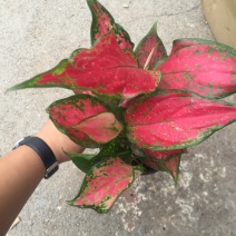 竹芋如意优质货源基地直供常年性供应经营多种盆花