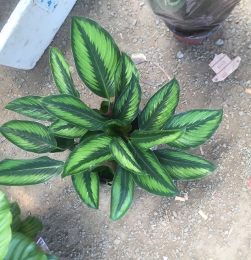 竹芋魅力之星优质货源,基地出货季节性供应经营多种盆花