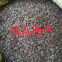 秋季新打杜梨籽春季经过沙藏的，杂志少，并且种子饱满