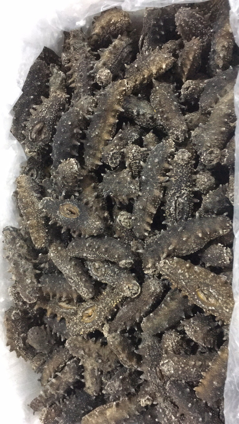 山东烟台福山区海参 1200.00元/斤海参