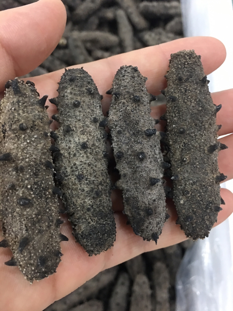 山东烟台福山区海参 1200.00元/斤海参