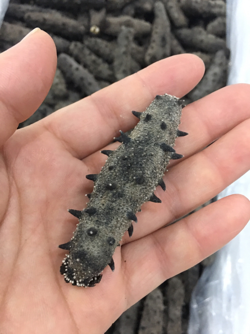 山东烟台福山区海参 1200.00元/斤海参