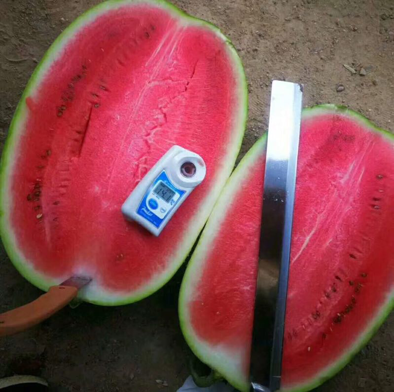展示西瓜前、中、后三个部位的果肉质地与甜度对比,配有糖度计和果肉切片 西瓜不同部位口感对比图