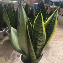 虎皮兰
