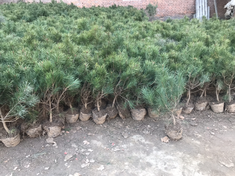 白皮松嫩枝扦插插穗采集示意图