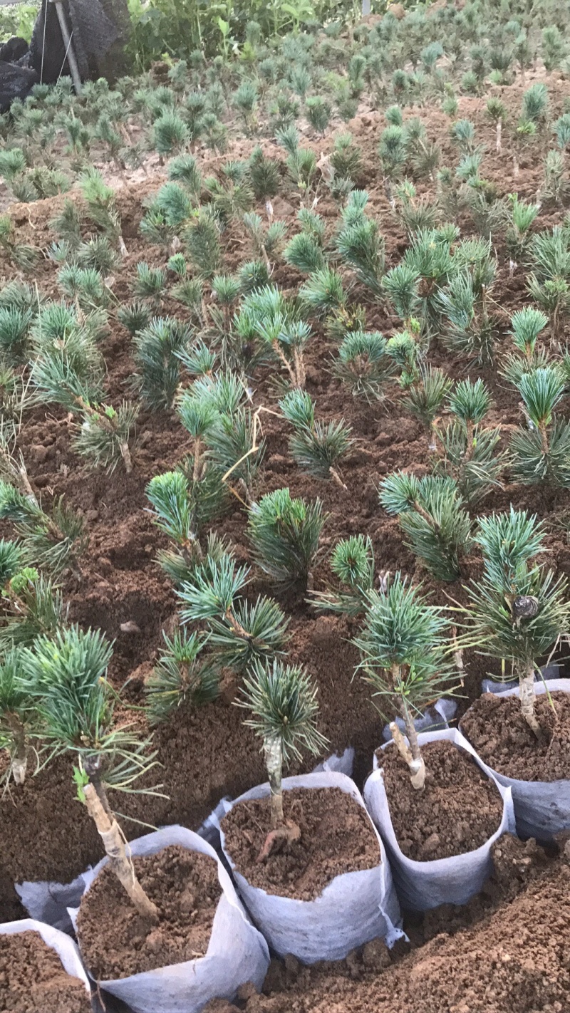 山东日照东港区松树苗 6.00元/棵五针松小苗 五