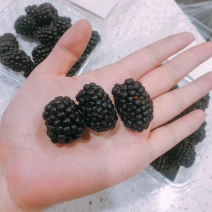 泗水黑莓，大量供应，量大有价