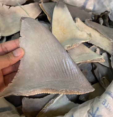 [鱼翅批发]鱼翅,图片大 原装翅335元/斤价格670.00元/公斤 - 一亩田