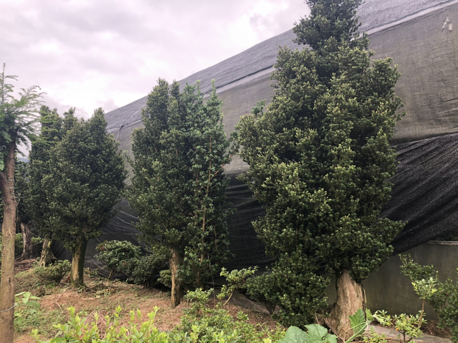 罗汉松原生林地景观