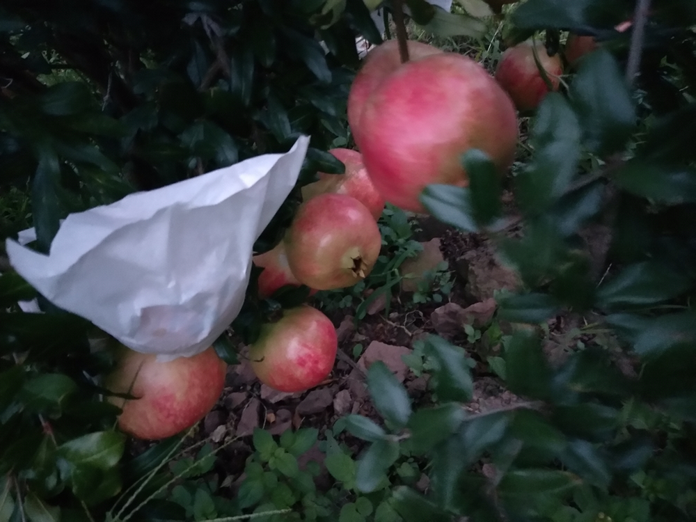 阳光照射下的软籽石榴果园,树上挂满成熟的石榴,果实表皮呈深红色,部分已自然开裂露出晶莹的果粒,地面铺有防虫网,农民正在检查果实成熟度 果园中成熟的软籽石榴特写