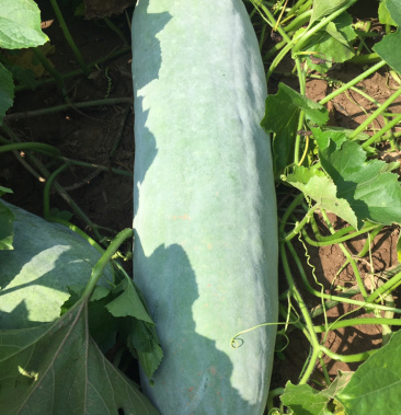 [冬瓜批发]粉皮东瓜价格0.60元/斤 - 一亩田