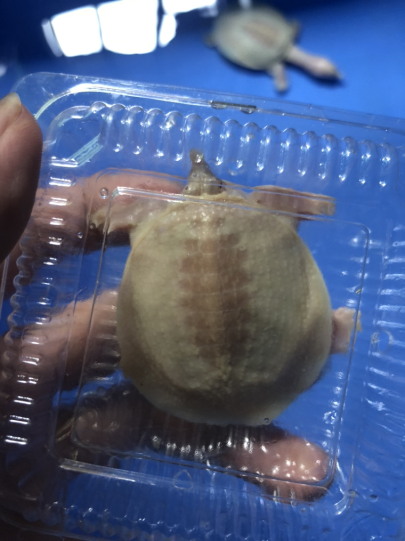 白化鳖白化甲鱼水鱼观赏白化鳖