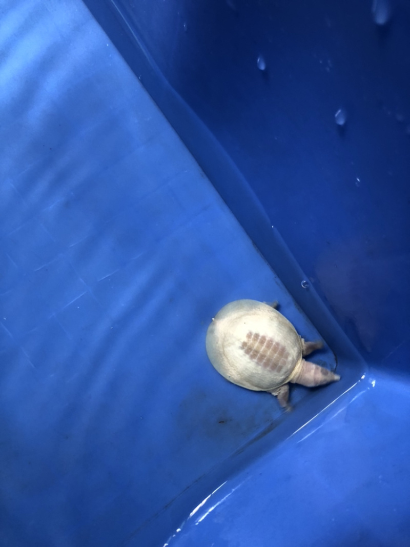 白化鳖白化甲鱼水鱼观赏白化鳖