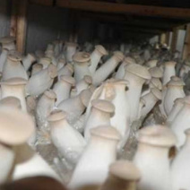 杏鲍菇菌种原种母种栽培种