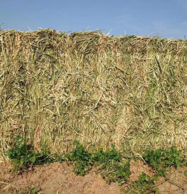 [苜蓿草批发]滨州仓库现货供应苜蓿草价格2200.00元/吨 - 一亩田