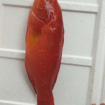 刺身日料食材深海鱼野生钓口鱼海钓鱼