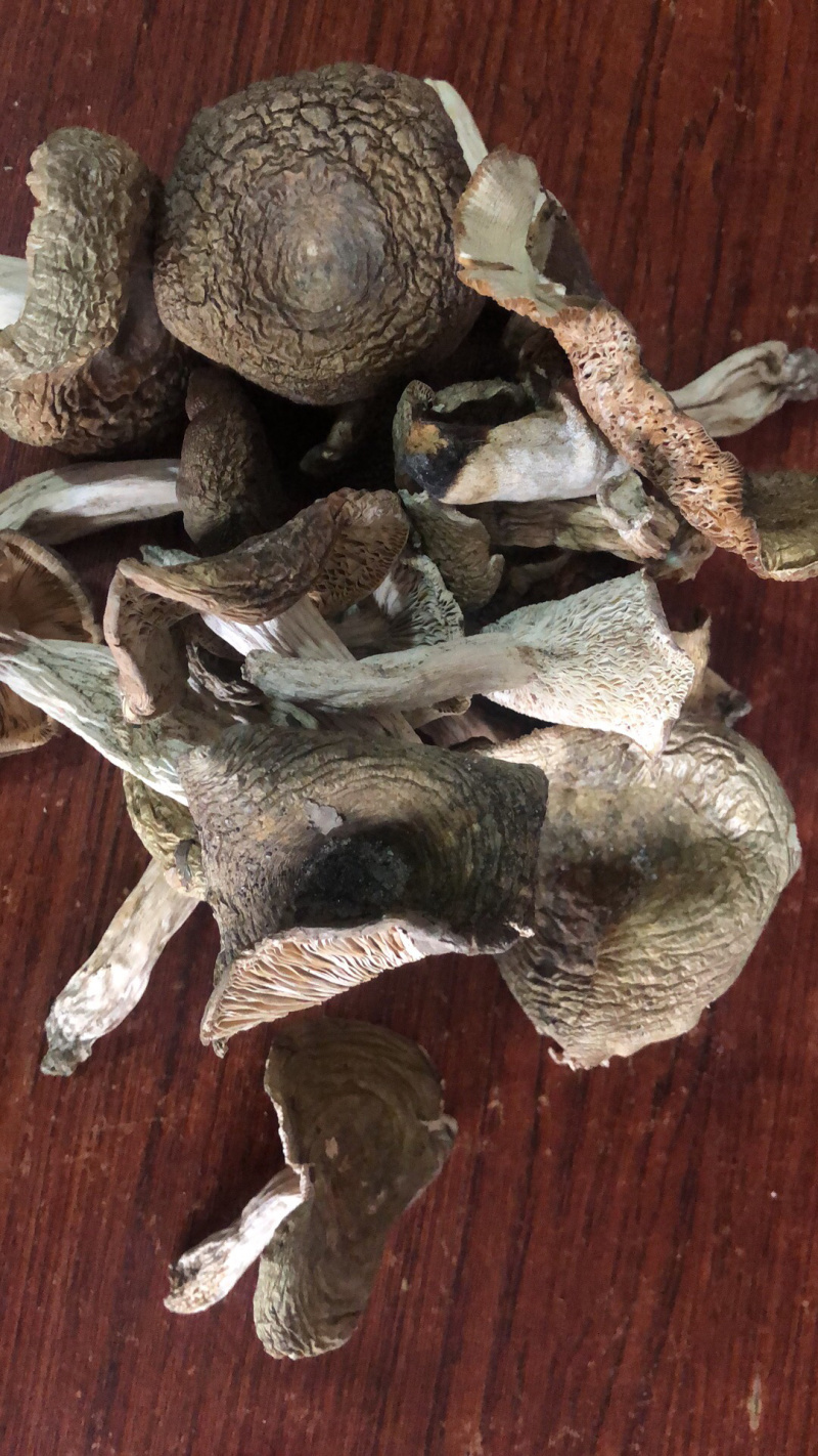 福建三明大田县梨菇 150.00元/公斤野生梨菇