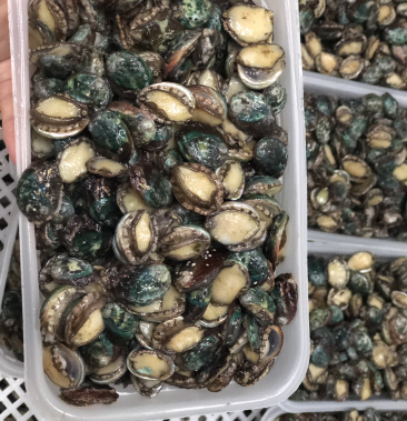 活冻小鲍鱼绿鲍杂5斤起全国顺丰包邮大批量咨询