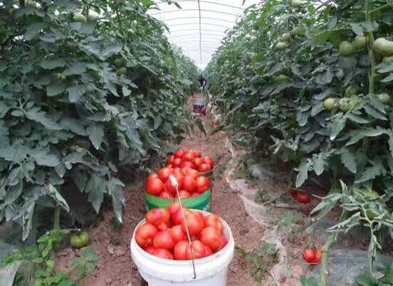 西红柿增甜叶面喷施操作