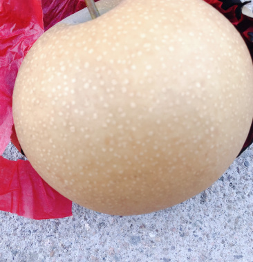 梨,圆黄梨,8两以上头茬果,口感细腻,大车合作2000斤