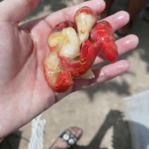 特级虾尾