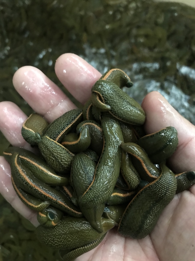 双脑通菲牛蛭图片