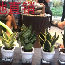 虎皮兰多肉植物绿植基地一手批发