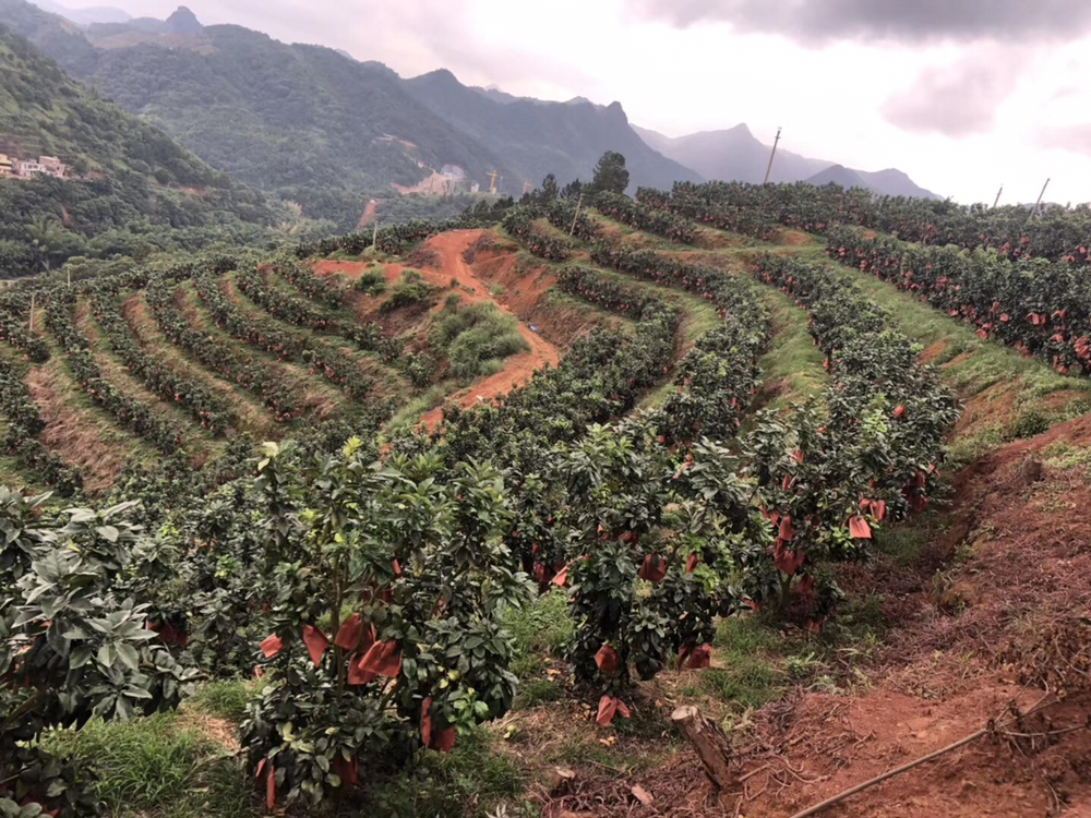 福建省平和县山区连片种植的琯溪红心蜜柚果园,阳光照射下果树郁郁葱葱,枝头挂满成熟的黄绿色蜜柚果实,农民正在采摘装箱,背景为梯田式山地果园环境 琯溪红心蜜柚果园实景图