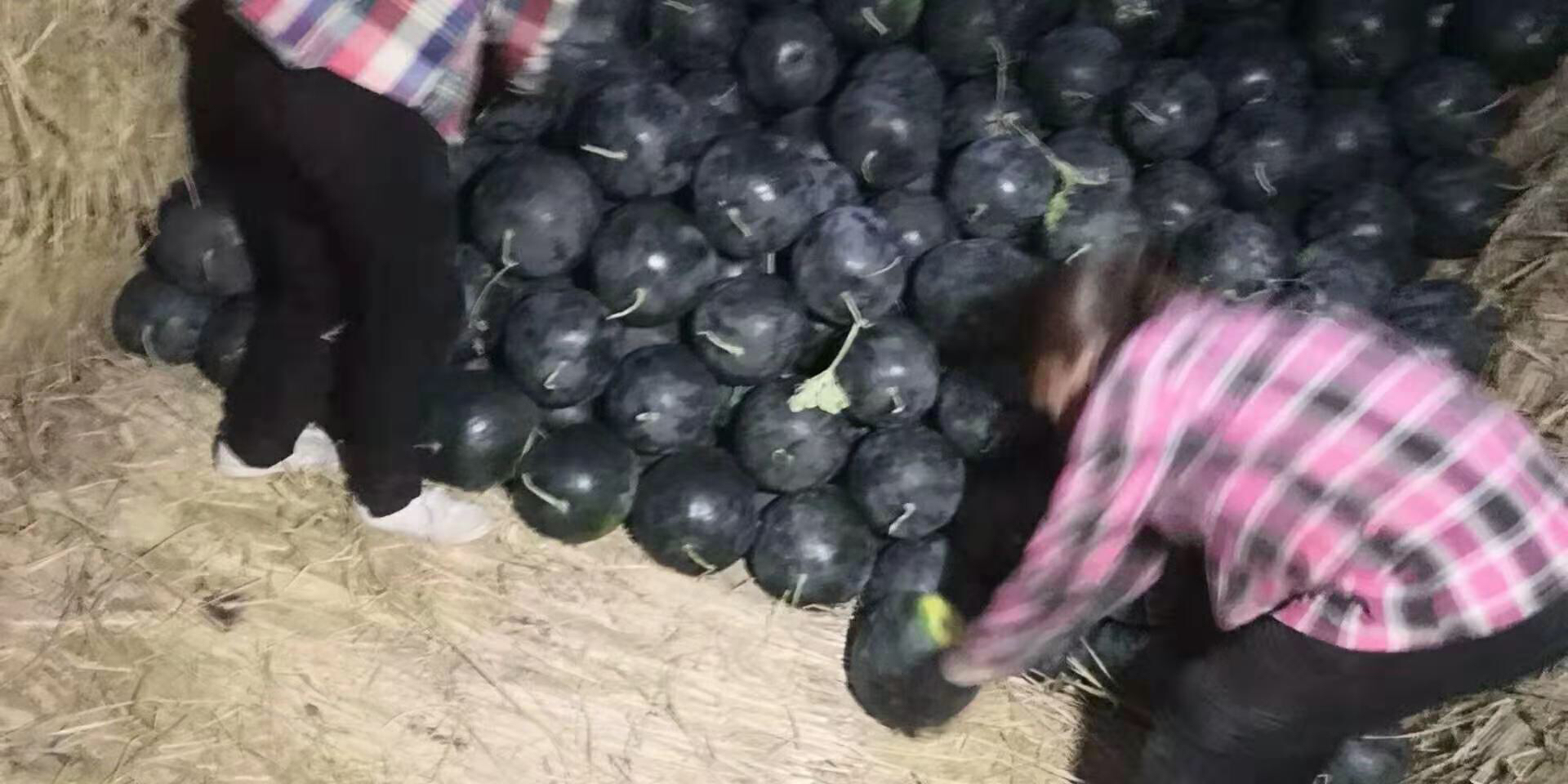 无籽西瓜成熟采收图