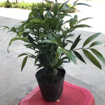 平安树，驱蚊树，竹柏，一盆里有8或8颗以上小苗的