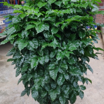 清货！新品种绿宝树！35盆高度1.5米左右！工程货处理！