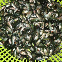 海南一号罗非鱼苗，恒生一号罗非鱼苗，抗寒罗非苗脆肉罗非苗