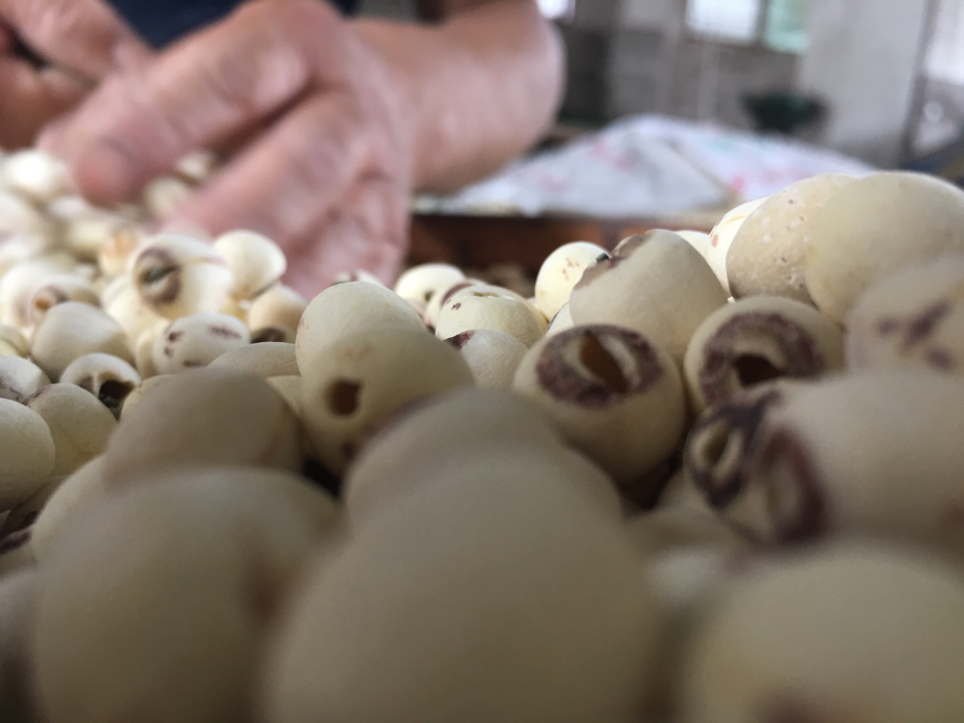 展示一盘洁白饱满的湘潭白莲子,背景为湖南湘潭的田园风光 湘潭白莲子特写