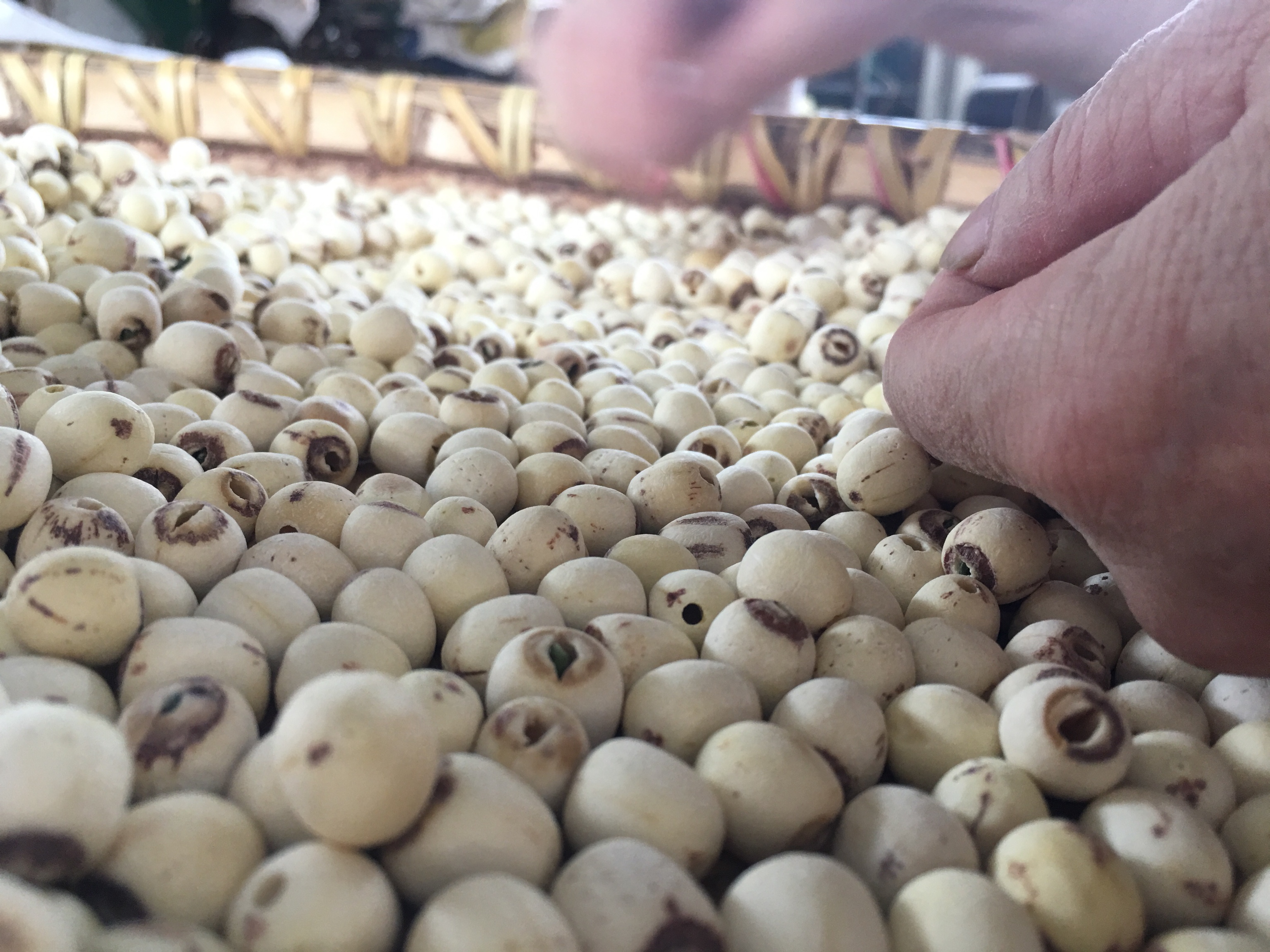 冰糖湘莲制作过程