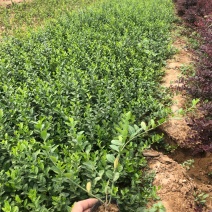 小叶扶芳藤爬行卫矛小叶扶芳藤爬行卫矛爬行卫矛