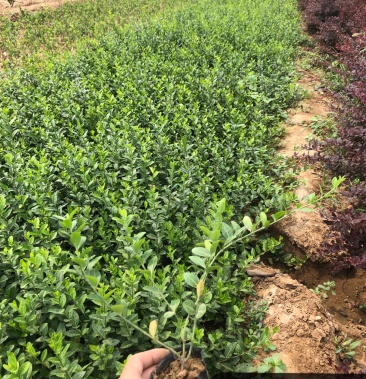 小叶扶芳藤爬行卫矛小叶扶芳藤爬行卫矛爬行卫矛