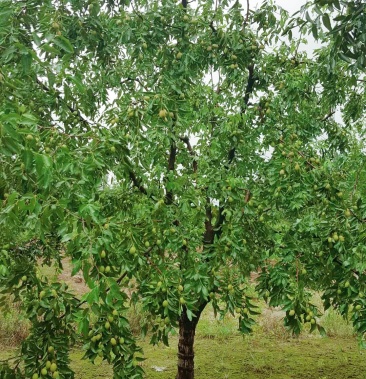 枣树810公分占地枣树精品枣树大量供货产地直销