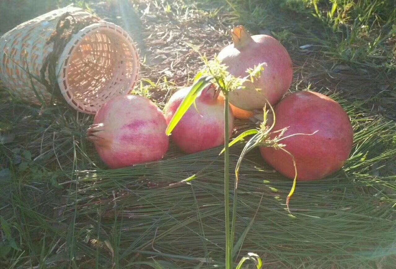 农民在河畔果园采摘石榴