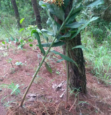 [姜花批发]云南野生姜花根(凤米花根)价格100.00元/件 - 一亩田