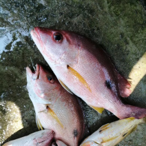 火点火典钓口深海鱼海钓鱼野生日料刺身食材大量供应