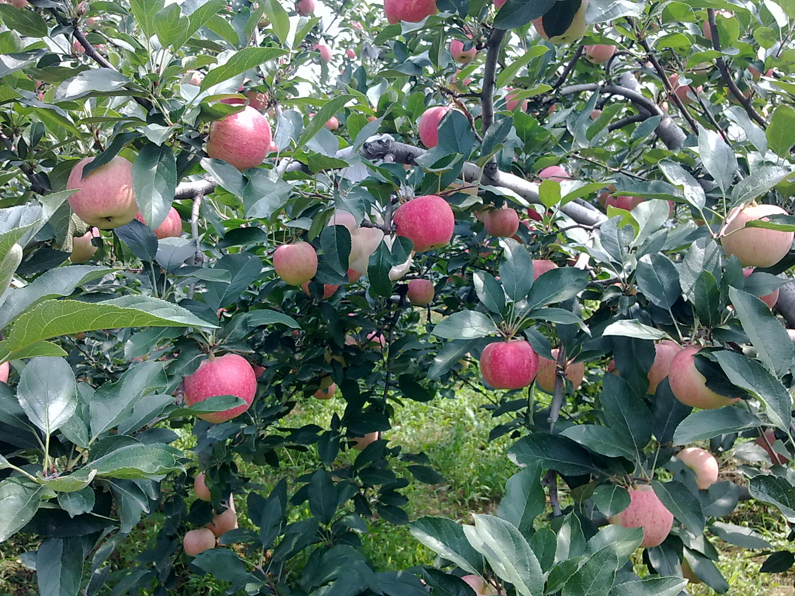 额敏县嘎啦苹果采摘现场